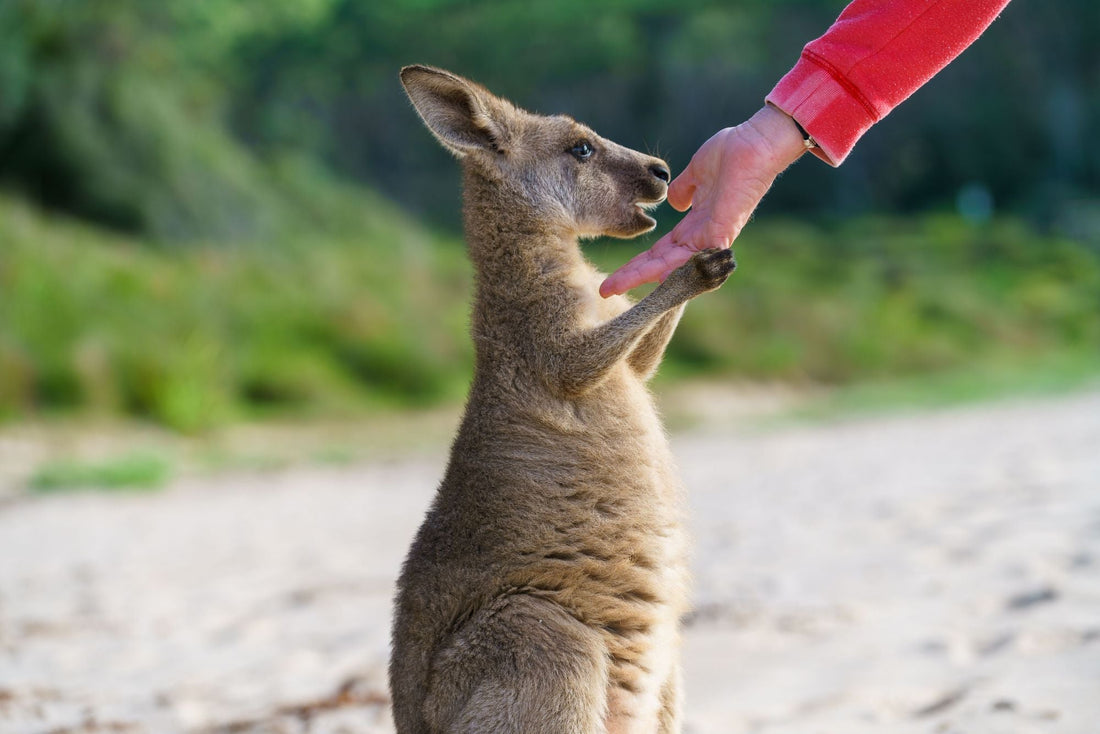 Australian culture and heritage